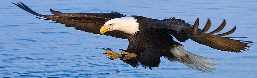 Alaska Bald Eagle Festival