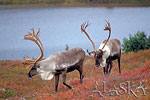 Denali National Park